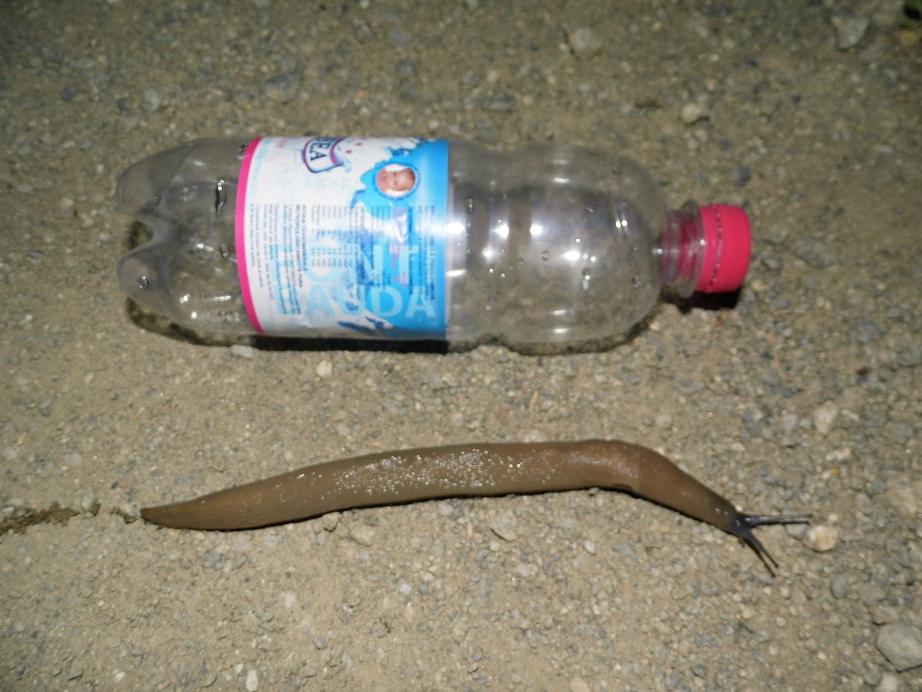 Limazilla! - Limax con testa blu da Sassello (SV)